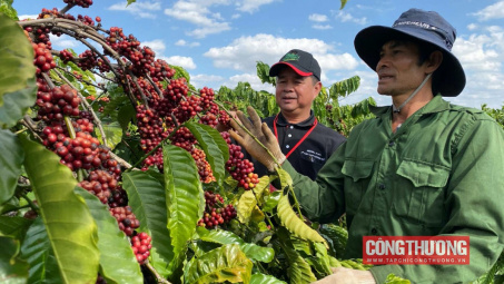 Giá cà phê hôm nay 22/9: Giá rơi khỏi mốc 114.000 đồng/kg