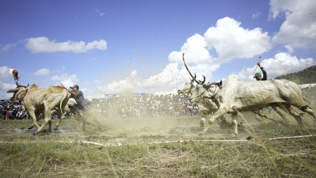 Bình Điền – Tự hào đồng hành cùng di sản văn hóa Đua bò Bảy Núi