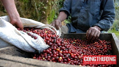 Giá cà phê hôm nay 24/9: Tồn kho chạm đáy, thị trường lo thiếu hàng