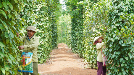 Giá tiêu hôm nay 25/9: Nguồn cung trong nước khan hiếm, doanh nghiệp tăng nhập khẩu