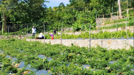 Phát triển chuỗi giá trị dược liệu phường Tịnh Biên, tỉnh An Giang: thực trạng và giải pháp