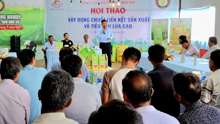 “Xây dựng chuỗi liên kết sản xuất và tiêu thụ lúa gạo” tại Cần Thơ