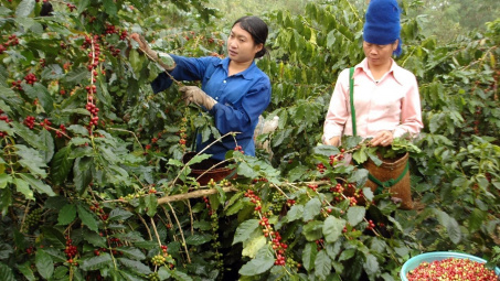 Giá cà phê hôm nay 30/9: Arabica "hạ nhiệt" vì mưa Brazil