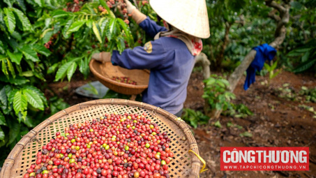 Giá cà phê hôm nay 6/9: “Trượt dốc” sau mức đỉnh kỷ lục