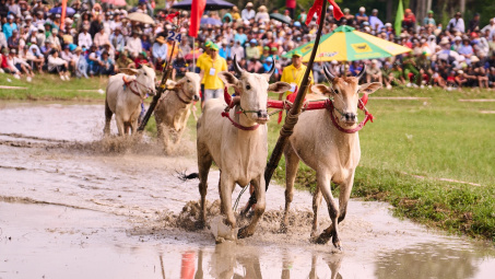 Bình Điền: 5 năm đồng hành cùng di sản Đua bò Bảy Núi