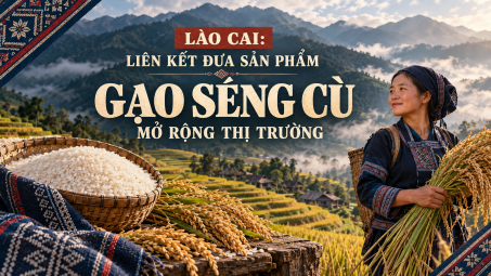 Lào Cai: Liên kết đưa sản phẩm Gạo Séng Cù mở rộng thị trường
