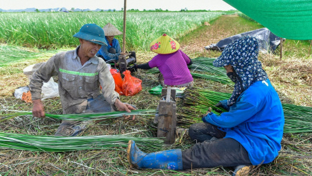 4 nhóm nhiệm vụ, giải pháp đào tạo nghề cho lao động nông thôn đáp ứng yêu cầu mới