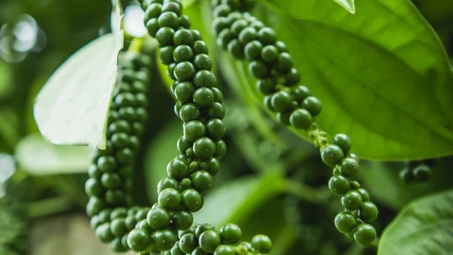 Giá tiêu hôm nay 4/2: Thị trường thế giới neo ở vùng giá cao