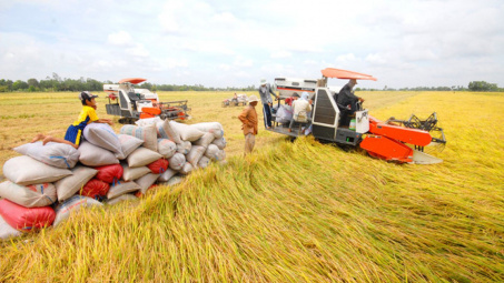 Đảm bảo việc điều hành sản xuất và tiêu thụ lúa gạo trong tình hình mới