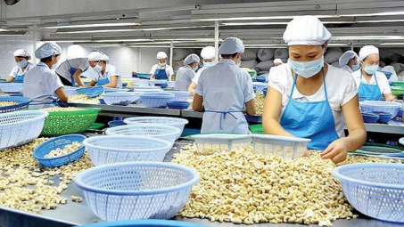 Các yêu cầu bắt buộc khi nhập khẩu hạt điều vào thị trường Bắc Âu