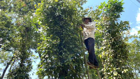 Giá tiêu hôm nay 23/3: Giảm gần 6% trong tuần cao điểm thu hoạch