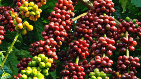 Giá cà phê hôm nay 13/4: Giá cà phê trong nước mất 3.500 đồng/kg trong tuần qua
