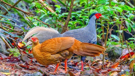 Các biện pháp xử lý vật chứng là động vật hoang dã theo pháp luật tố tụng hình sự Việt Nam