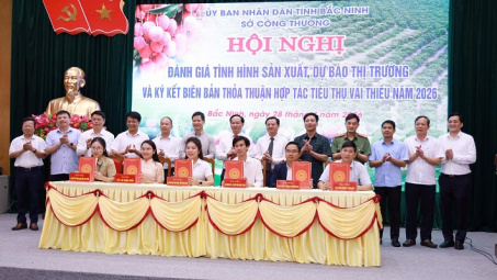 Bắc Ninh tăng tốc tiêu thụ vải thiều 2026, mở rộng xuất khẩu và phát triển du lịch trải nghiệm