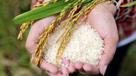 Philippines khởi xướng điều tra sơ bộ tự vệ với gạo nhập khẩu