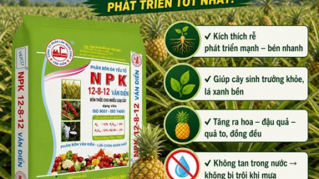 Lân Văn Điển hỗ trợ cây dứa bén rễ nhanh, sinh trưởng ổn định trong mùa mưa