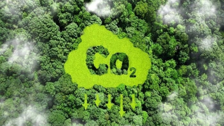 Nguyên tắc cung ứng và sử dụng dịch vụ hấp thụ và lưu giữ carbon của rừng