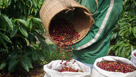Giá cà phê hôm nay 29/5: Tiến độ thu hoạch cà phê tại Brazil chậm hơn trung bình nhiều năm