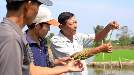 Từ vùng đất phèn đến mùa vàng 7 tấn lúa/ha