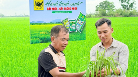 Lo từ gốc để cây lúa khỏe hơn