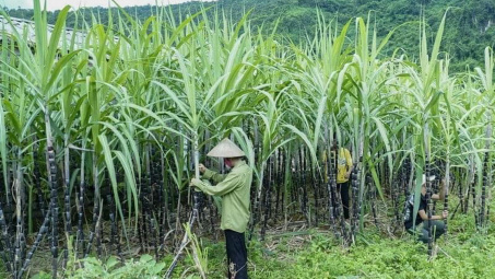 Bộ Công Thương gia hạn áp dụng biện pháp chống bán phá giá và chống trợ cấp với đường mía Thái Lan
