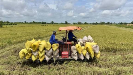 Analyzing the impact of productivity and quality management on the economic performance of rice-farming households: Evidence from Tap Son Commune, Vinh Long province