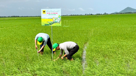 Đổi mới tư duy trên vùng đất phèn để tăng hiệu quả trồng lúa