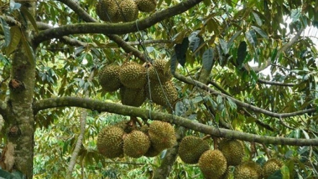 Đa Mi (La Dạ) đón cơ hội từ kỳ nghỉ dài: Mùa sầu riêng, măng cụt chín hút khách về miền xanh