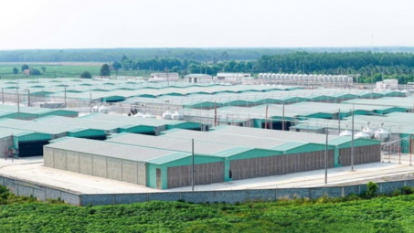 BAF tăng 61% sản lượng heo 6 tháng đầu năm 2026, đẩy mạnh đầu tư cho chu kỳ tăng trưởng mới