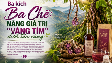 [E-Magazine] Ba kích Ba Chẽ: Nâng giá trị “vàng tím” dưới tán rừng