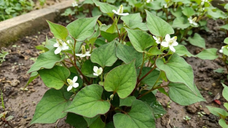 Xác định hàm lượng polyphenol, flavonoid và polysaccharide tổng số trong rau diếp cá (Houttuynia cordata Thunb.)