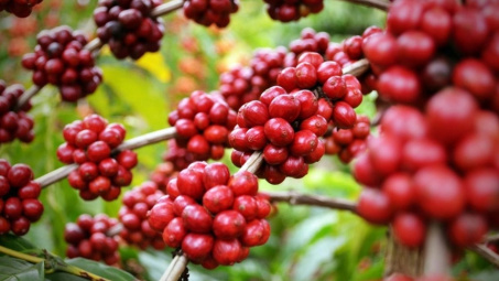 Giá cà phê hôm nay 12/8: Xuất khẩu cà phê Brazil tăng mạnh, Robusta bứt phá