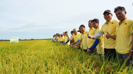 Nâng pH đất phèn-chìa khóa hạ giá thành lúa hè thu ở Tứ giác Long Xuyên