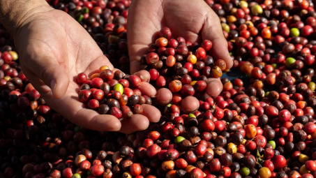 Giá cà phê hôm nay 15/8: Robusta chịu áp lực giảm, Arabica giữ đà tăng