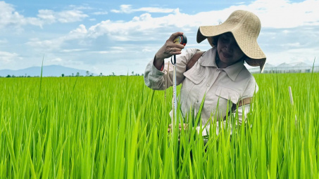 Cải tạo đất đầu vụ, chủ động hạn chế ngộ độc phèn cho lúa