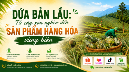 [eMagazine] Dứa Bản Lầu: Từ cây xóa nghèo đến sản phẩm hàng hóa vùng biên