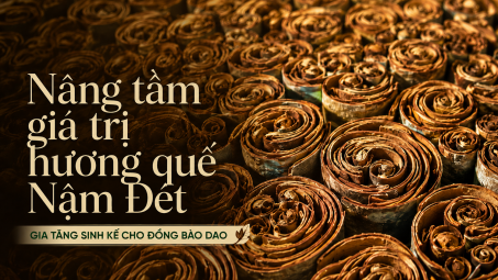 [eMagazine] Nâng tầm giá trị hương quế Nậm Đét - Gia tăng sinh kế cho đồng bào Dao