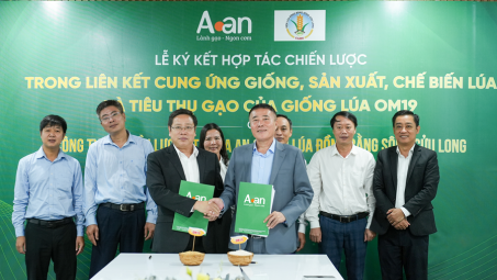 A An và Viện Lúa Đồng bằng sông Cửu Long hợp tác phát triển OM19, kiến tạo chuỗi giá trị lúa gạo chất lượng cao