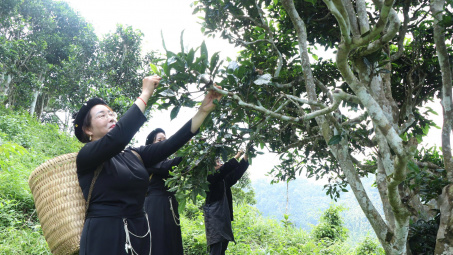 Thái Nguyên: Từ “Đệ nhất danh trà” đến khát vọng vươn tầm thế giới