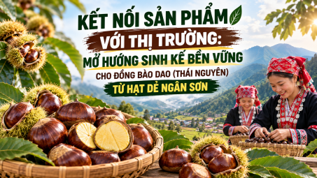 Kết nối sản phẩm với thị trường: Mở hướng sinh kế bền vững cho đồng bào Dao (Thái Nguyên) từ hạt dẻ Ngân Sơn