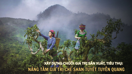 Xây dựng chuỗi giá trị sản xuất, tiêu thụ: Nâng tầm giá trị chè Shan tuyết Tuyên Quang