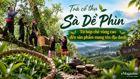 [eMagazine] Trà cổ thụ Sà Dề Phìn: Từ búp chè vùng cao đến sản phẩm mang tên địa danh