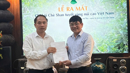 Kết nối vùng trà cổ thụ, nâng tầm giá trị chè Shan Tuyết