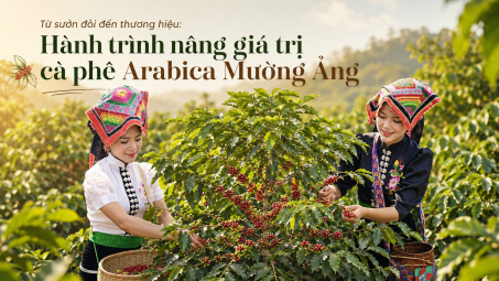 Từ sườn đồi đến thương hiệu: Hành trình nâng giá trị cà phê Arabica Mường Ảng
