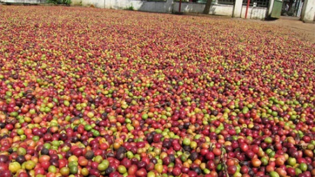 Giá cà phê Tây Nguyên lên sát 44 triệu đồng/tấn