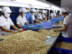 Việt Nam vượt Ấn Độ trở thành nước sản xuất điều lớn nhất thế giới