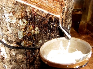 Cao su Tây Bắc có thể lần đầu tiên cho mủ vào năm 2014