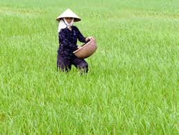 Chính sách xuất khẩu phân bón của Trung Quốc trong năm 2013 ổn định