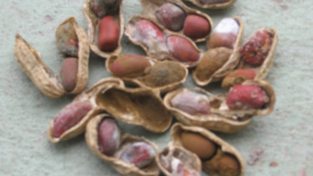 Thủ phạm của các vụ ngộ độc thực phẩm