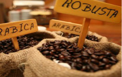 Giá cà phê Robusta xuống mức thấp nhất trong 5 tháng qua